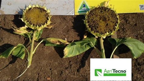 AgriTecno | Ajinomoto Co., Inc. on LinkedIn: With AgriTecno we can ...