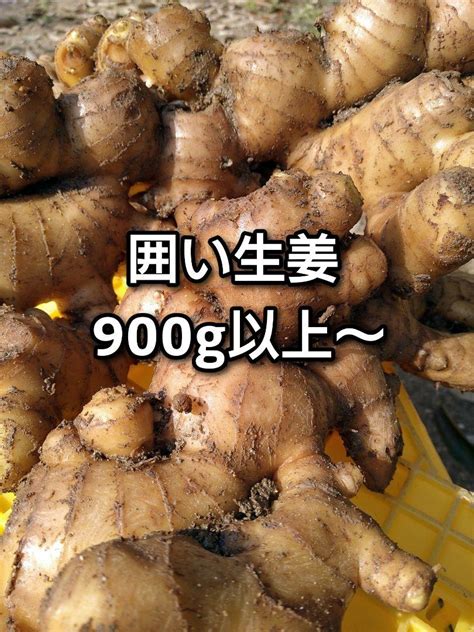 【期間限定】土付き 囲い生姜 900グラム以上 メルカリ