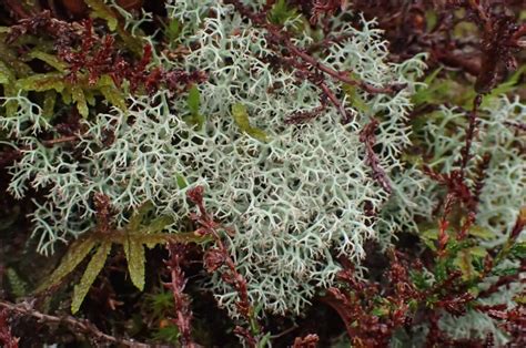 Blawith Common Lichen Trip Report November Cumbria Lichens