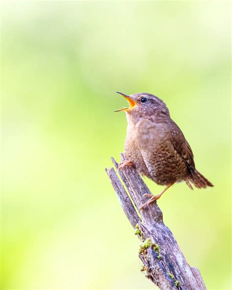 Pacific Wren Audubon Field Guide