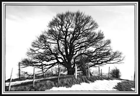 Baum In Schwarz Weiß Foto And Bild Fotos Bäume Winter Bilder Auf