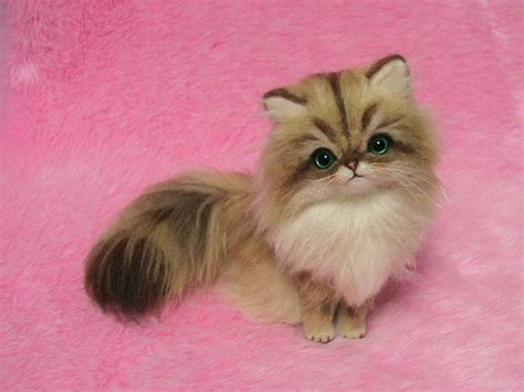 Golden Persian Cat : Biological Science Picture Directory – Pulpbits.net