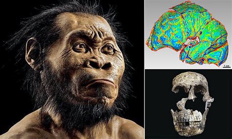 Mystery hominid species with a 'pint-sized' brain existed alongside the first humans | Daily ...