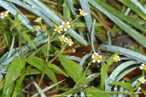 15 Weeds with White Flowers: Common Lawn Weed Guide (2024) | CrabgrassLawn