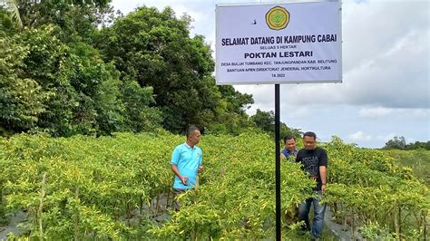 Kepala Dinas Pertanian Babel Kunjungi Kampung Cabai Di Tanjung Pandan