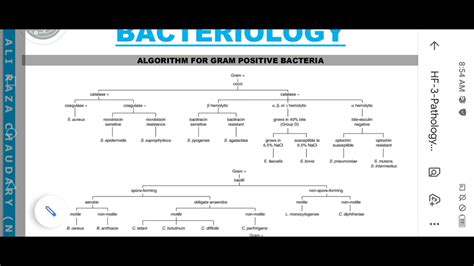 Gram Positive Organisms Chart