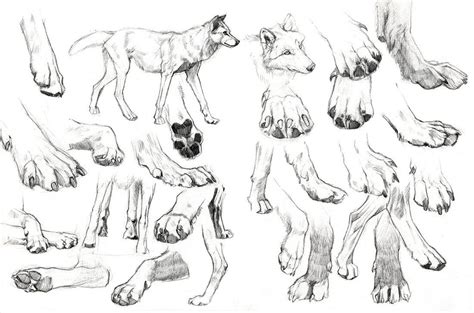 How To Draw Wolf Paws