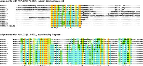 Alignment of amino acid sequences of Arabidopsis PLDs with tubulin-and ... 