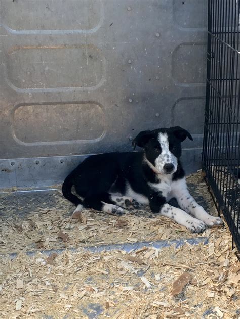 Border Collies - Bordner Farms