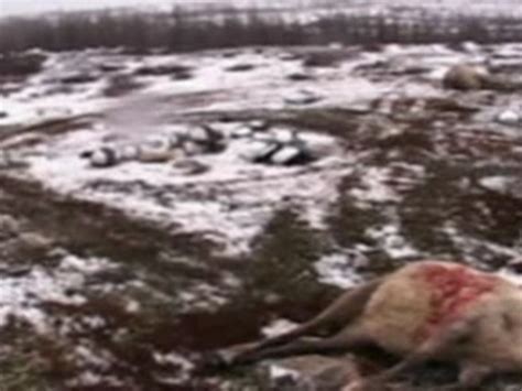 Chasse Aux Caribous Kuujjuaq Vid O Dailymotion