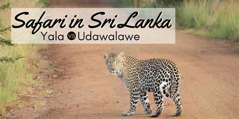 Best Safari in Sri Lanka: Yala versus Udawalawe • Nomadic Boys