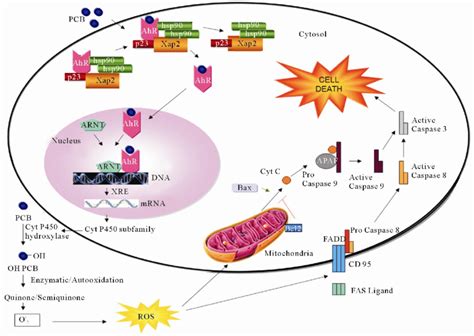 Ros And Apoptosis