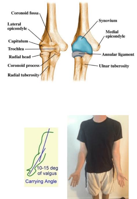 Phty Lecture Notes Spring Lecture Ulnar Collateral