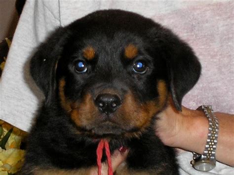 Rottweiler Breed Standards - Images of German Rottweilers