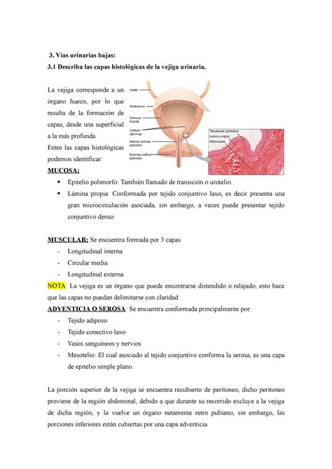 Resumen De Vias Urinarias Bajas V As Urinarias Bajas Describa