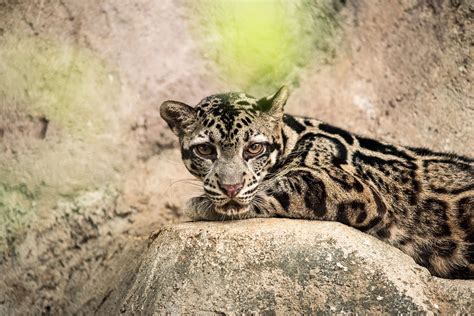 10 Largest Cats Around The World Daily Sabah