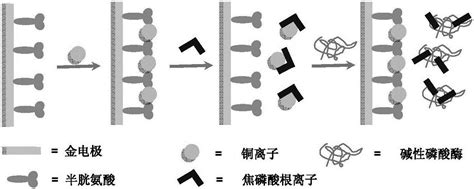 An Electrochemical Method For Measuring The Activity Of Alkaline