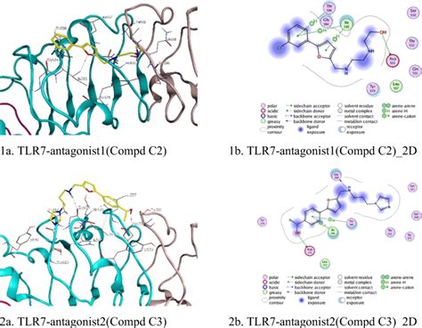 Ligand Receptor Interaction Schematic Diagrams By Molecular Docking