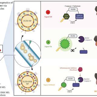 Reporter And Theranostic Nanoparticles Efficiently Track And Treat