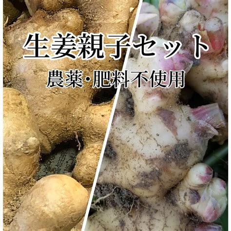 生姜親子セット 新生姜2kg古根2kg 肥料 農薬不使用の通販 By Hiros Shop｜ラクマ