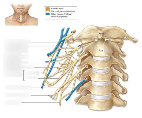 Cervical Plexus Diagram | Quizlet