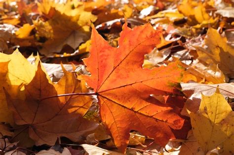 Premium Photo Red And Orange Autumn Leaves Background Outdoorcolorful