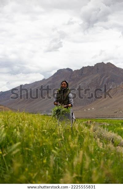 Kaza Himachal Pradesh India July 2022 Stock Photo 2225555831 | Shutterstock