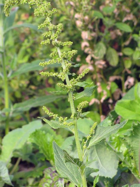 guter heinrich bio  kaufen kaufen naturkraeutergarten