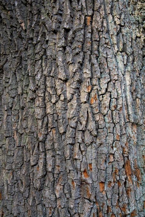 Oak tree bark stock photo. Image of background, fall - 250256184