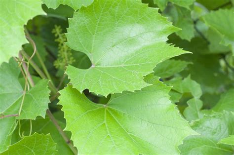 Grape leaves stock photo. Image of plant, close, background - 14903334