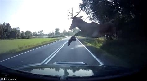 Terrifying Moment A 31stone Deer Smashes Through Windscreen Of A Car In