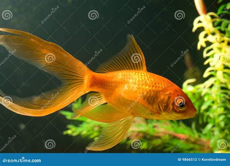 Tropical aquarium fish stock photo. Image of nature, swim - 9866512