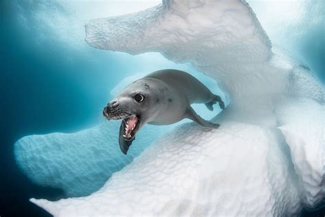 Ocean Art 2019: невероятные фото подводного мира