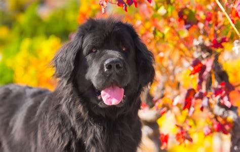 Some Very Interesting Facts About Newfoundlands dogs - I Love Facts