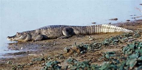 Black Caiman Facts | Anatomy, Diet, Habitat, Behavior - Animals Time