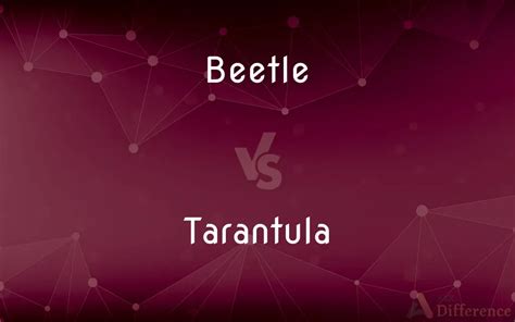 Beetle Vs Tarantula Whats The Difference