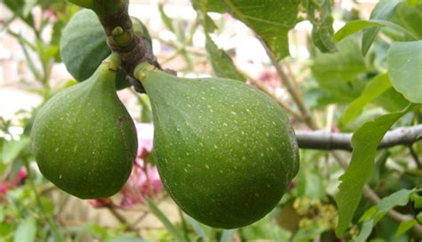 Producto De Temporada Las Brevas Mayte En La Cocina