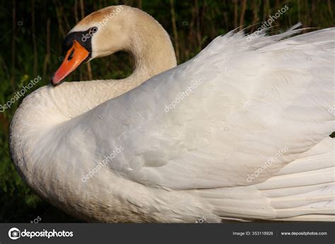 White Swan Lake — Stock Photo © PantherMediaSeller #353118926