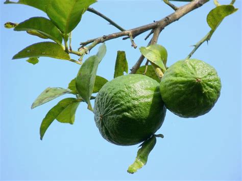 How to Grow a Key Lime Tree Indoors or Outdoors | Key lime tree, Lime ...