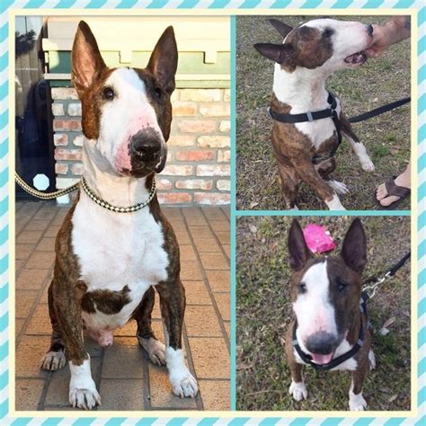 Available Bull Terriers Recycla Bull Terrier Rescue Of South Carolina