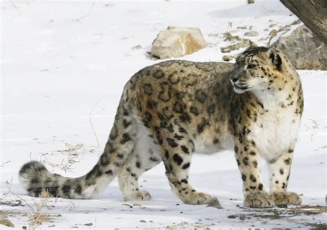 世界雪豹日，“美丽大猫”为什么能成为雪山之王？凤凰网