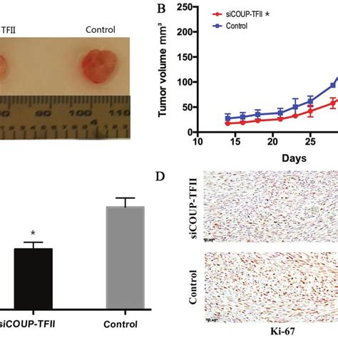 Downregulation Of Coup Tfii Suppresses Tumor Growth In Vivo A Images