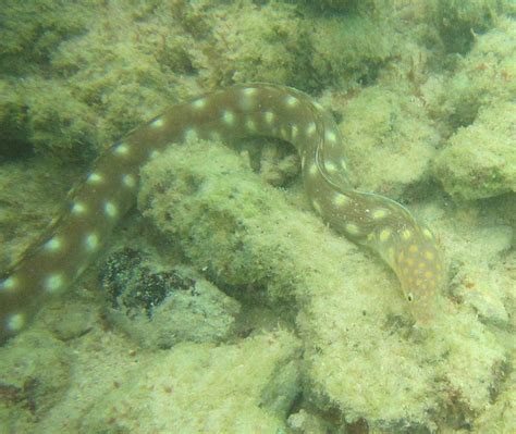 Sharptail Eel | Mexican Fish.com