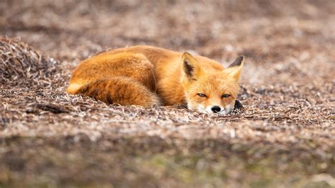 fox animal desktop wallpaper