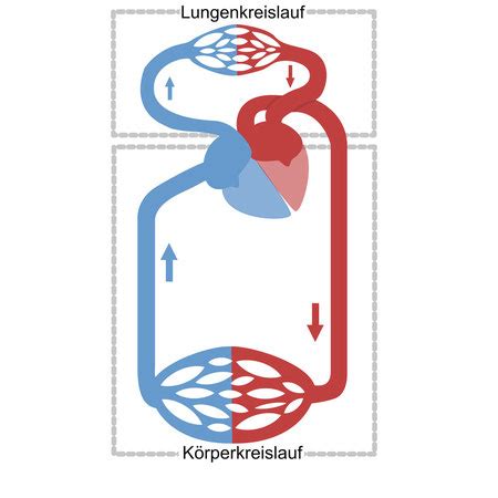 Unser Blutkreislauf Forschungsgemeinschaft Gesundheit