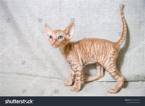 3,289 Cornish Rex Cat Images, Stock Photos & Vectors | Shutterstock