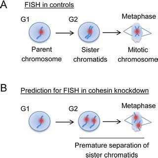 Cohesin knockdown in Drosophila cells disrupts sister chromatid ...