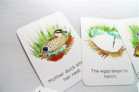 The Ugly Duckling Story Sequencing Watercolour Flashcards Etsy