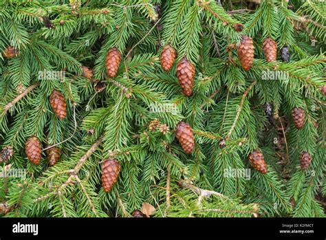 Dwarf Common Spruce Picea Abies Acrocona Nana Stock Photo Alamy