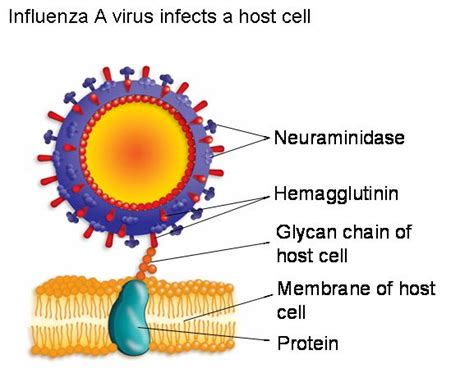 TJ Hemagglutinin Protein Influenza Hemagglutinin Or Haemagglutinin Is